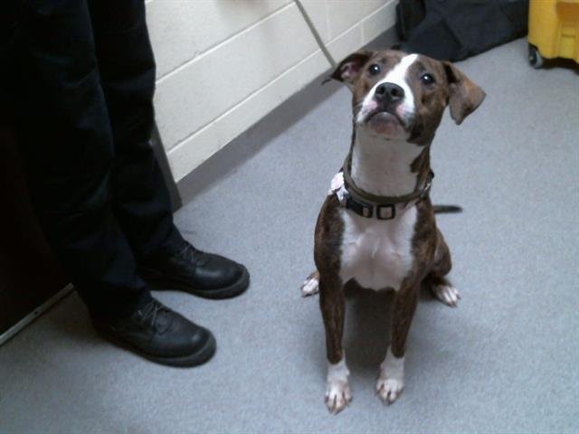 BABY GIRL - American Pit Bull Terrier available for adoption