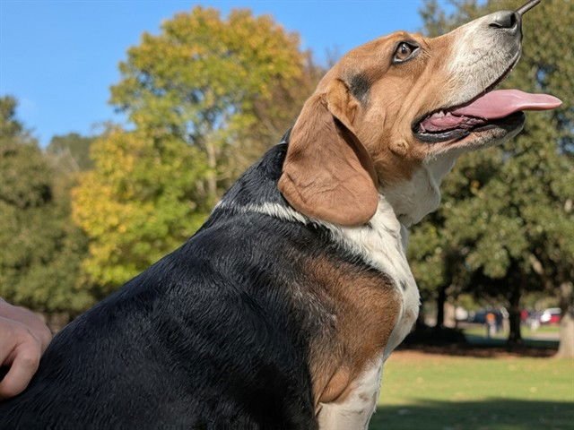 MATCHA - Beagle available for adoption