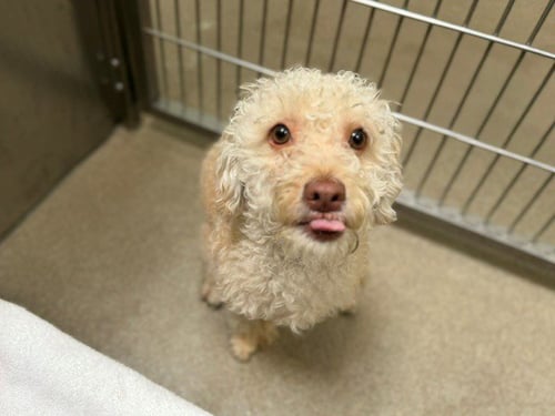 DOKI - Poodle (Miniature) available for adoption