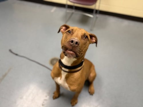 CLIFFORD - Labrador Retriever / American Pit Bull Terrier available for adoption