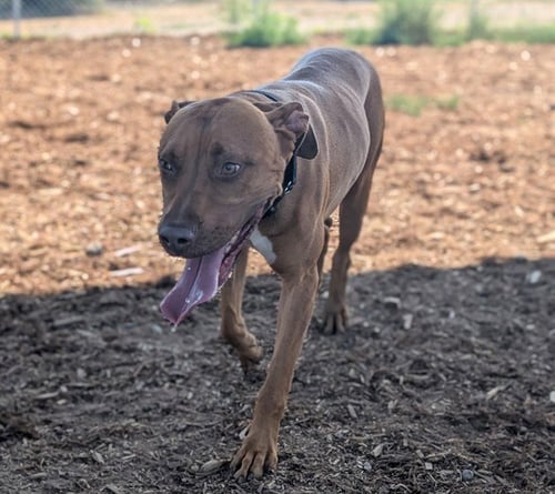 CLIFFORD - Labrador Retriever / American Pit Bull Terrier available for adoption