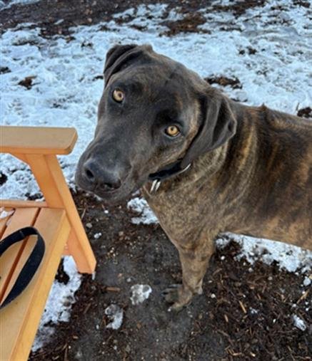 CARDI - Rhodesian Ridgeback available for adoption