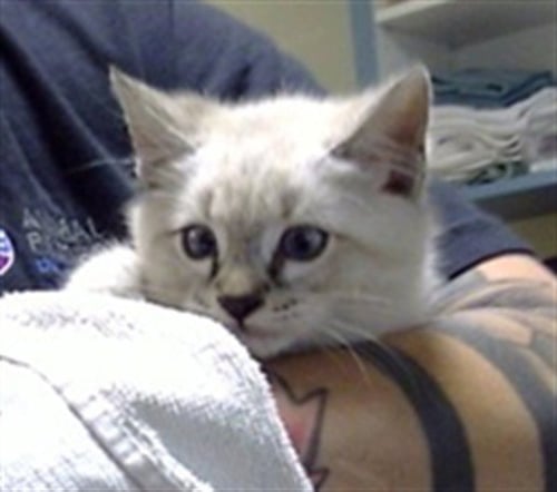 FREDDY - Domestic Short Hair available for adoption