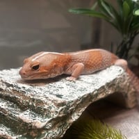 PASCAL - Photo 1