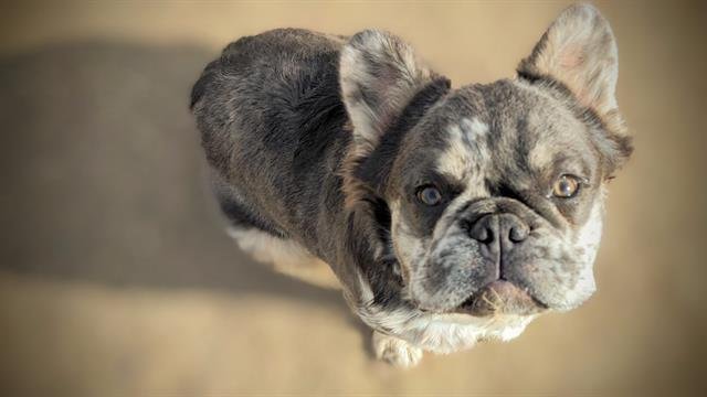 ROWEN - French Bulldog available for adoption