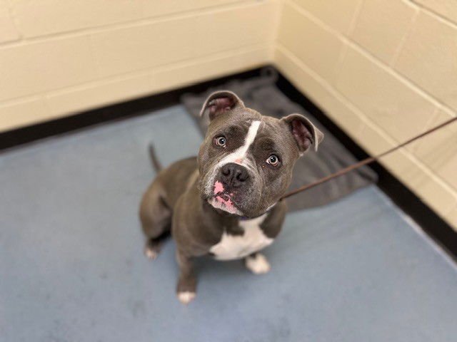 DELTA - American Pit Bull Terrier available for adoption