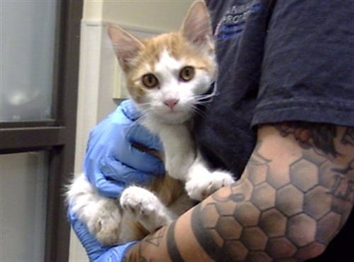 BEATRIX - Domestic Short Hair for adoption in Westminster