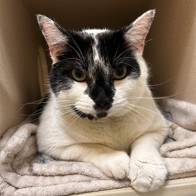 OLIVE - Domestic Short Hair available for adoption