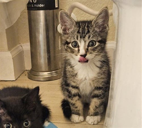 HOUDINI - Domestic Short Hair available for adoption