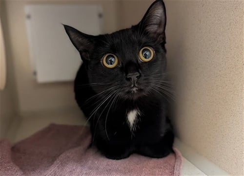 LADY BEATRICE BEANS - Domestic Short Hair available for adoption