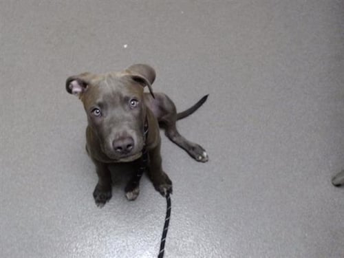 CEE - Pit Bull Terrier available for adoption