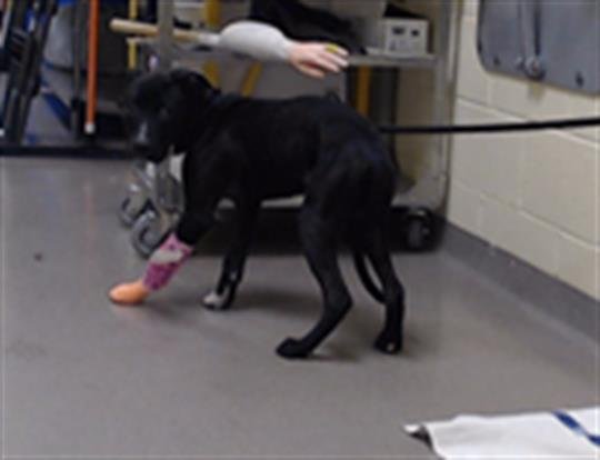 AMON-RA - Pit Bull Terrier available for adoption