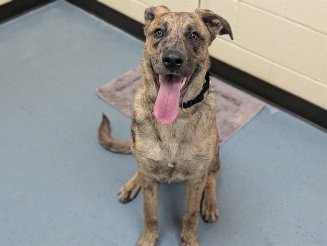 ST. PAWTRICK - Catahoula Leopard Dog available for adoption