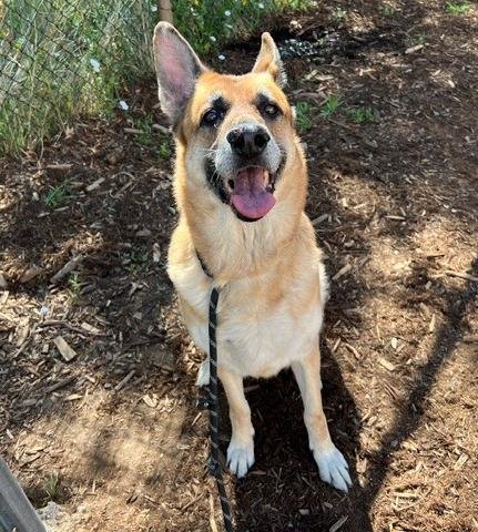 SHANALUNA - German Shepherd Dog for adoption in Denver