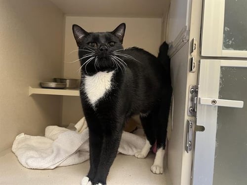 EURSULON - Domestic Short Hair available for adoption