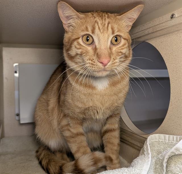 BAXTER - Domestic Short Hair available for adoption