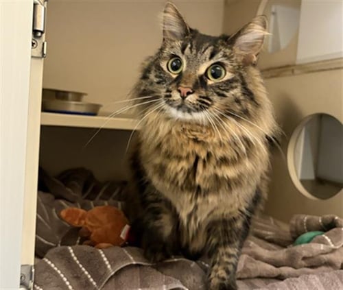 CARAMEL LATTE - Domestic Long Hair available for adoption