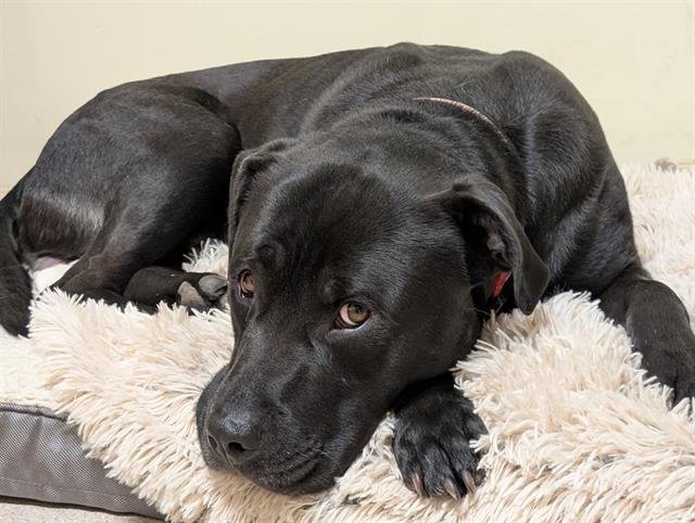 CHARLIE - American Staffordshire Terrier available for adoption