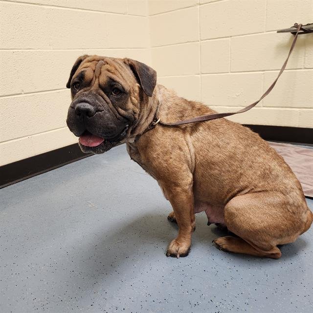 DITA - Chinese Shar-Pei available for adoption