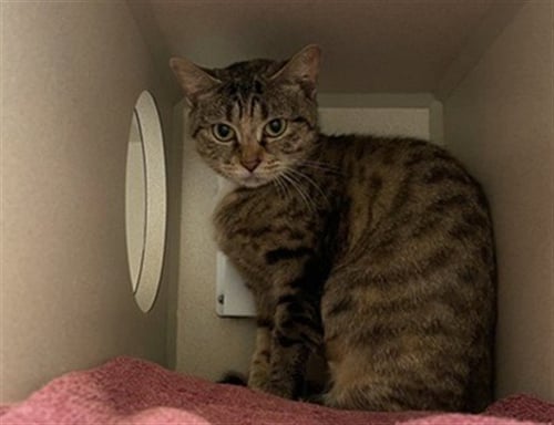 LYRA - Domestic Short Hair available for adoption