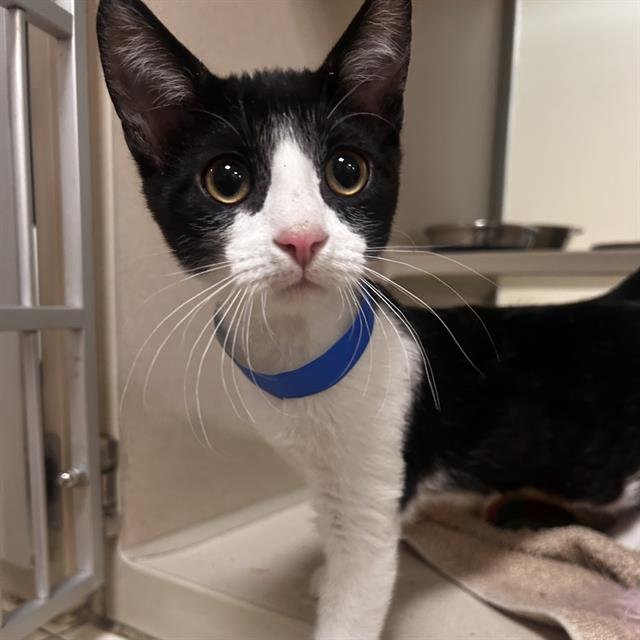 COSMO - Domestic Short Hair available for adoption