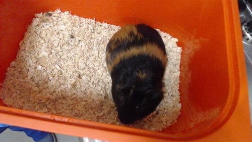HORIS - Guinea Pig available for adoption