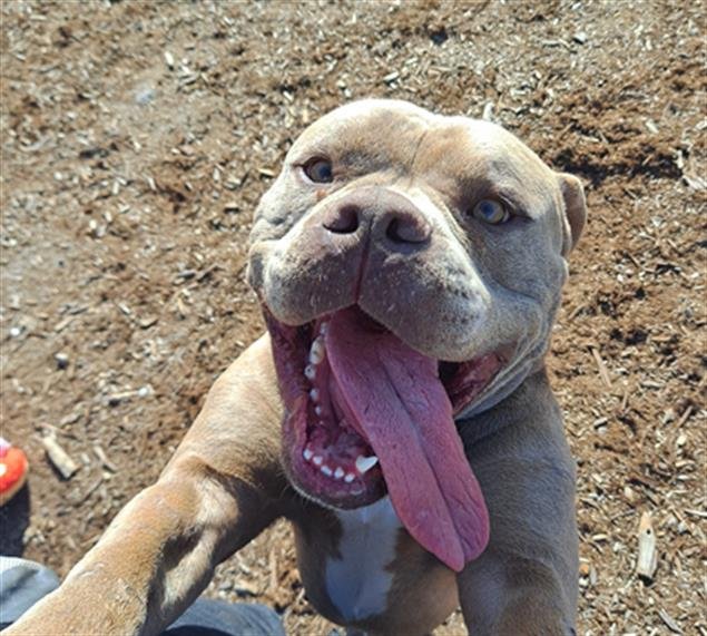 HARVEY - American Staffordshire Terrier available for adoption