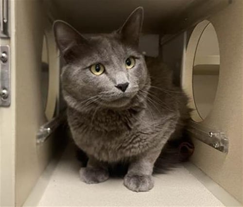 BUBBA - Domestic Long Hair for adoption in Lakewood