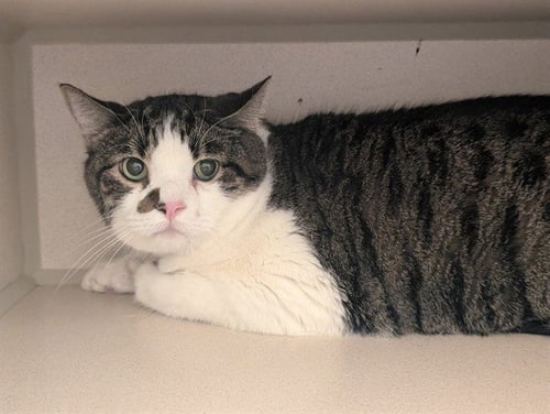 BUBBA - Domestic Short Hair available for adoption