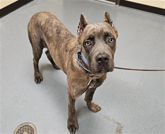 CALYPSO - Cane Corso Mastiff available for adoption