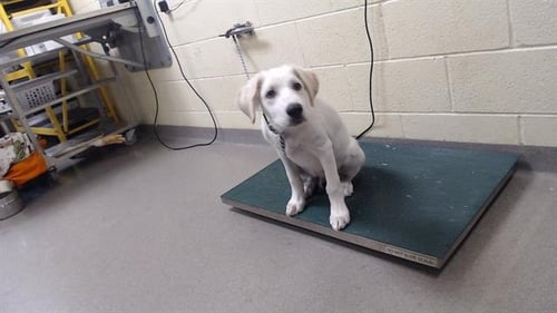 FETTUCCINE - Labrador Retriever available for adoption