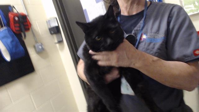 PRINCE - Domestic Short Hair available for adoption