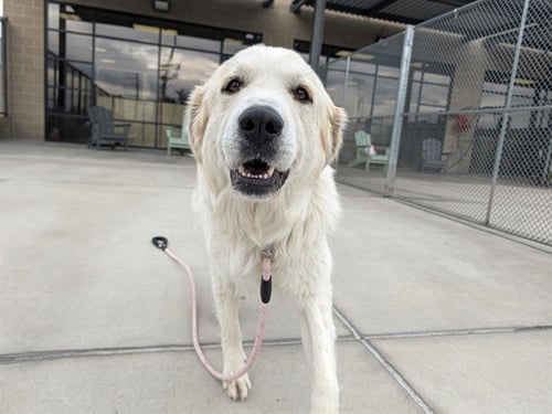 FAIRY QUEEN - Great Pyrenees available for adoption