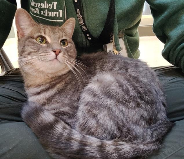 PANTS - Domestic Short Hair available for adoption