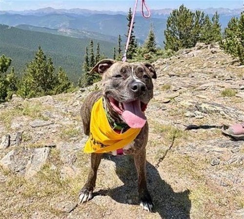 SWIRL - Catahoula Leopard Dog / American Pit Bull Terrier for adoption in Denver