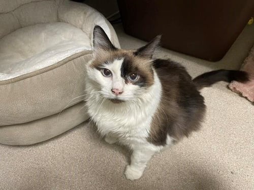 GALA - Domestic Long Hair for adoption in Lakewood