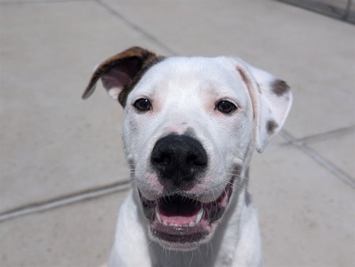 BURNS - Pit Bull Terrier / Boxer available for adoption