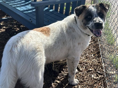 DOLLYWOOD - Australian Cattle Dog/Blue Heeler / Akita available for adoption