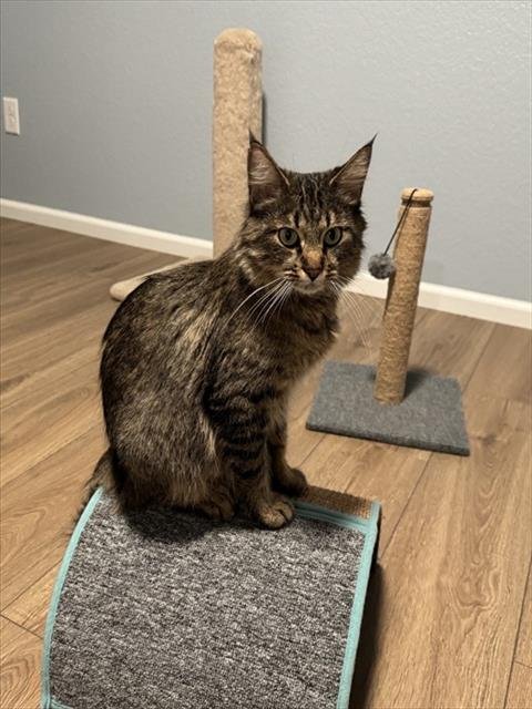 VANESSA - Domestic Long Hair available for adoption