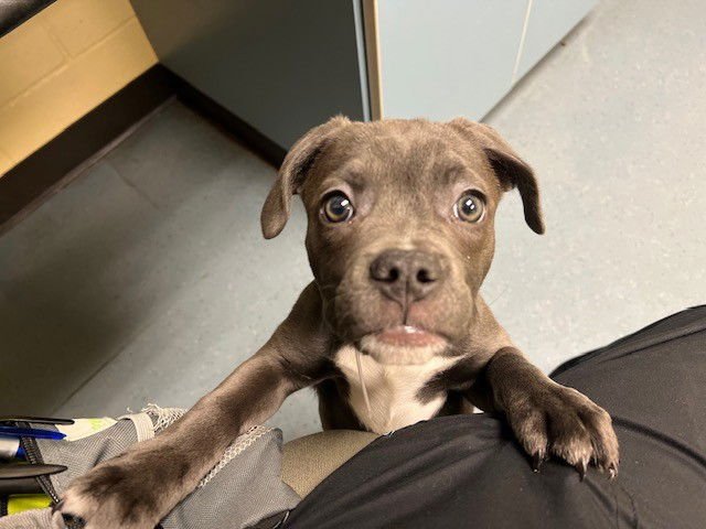 LAMBDA - Pit Bull Terrier available for adoption