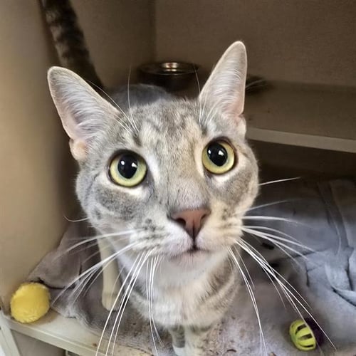 FIZZ - Domestic Short Hair available for adoption