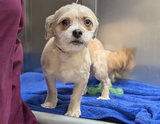 FALCOR - Shih Tzu available for adoption