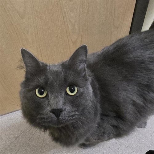 AMARI STORM