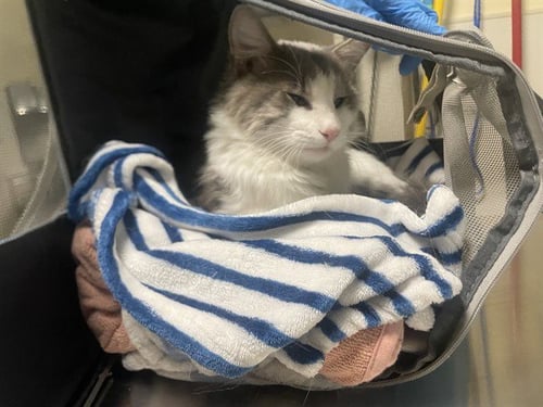 SHADOW MCLEGLESS - Domestic Short Hair available for adoption