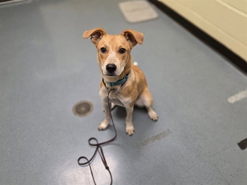 GIGI - Australian Cattle Dog/Blue Heeler / Labrador Retriever available for adoption