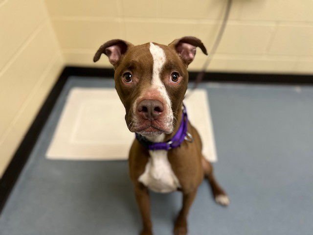 LENA - American Pit Bull Terrier available for adoption