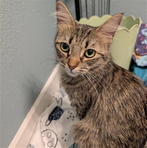 LIL DOLLY - Domestic Short Hair available for adoption