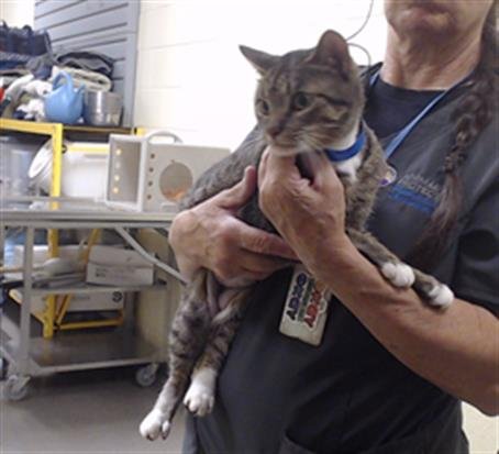 STORMI - Domestic Short Hair for adoption in Denver
