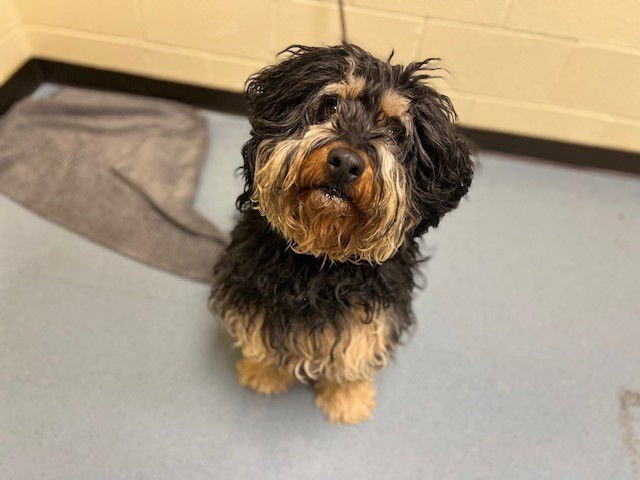 HAGRID - Poodle (Standard) available for adoption