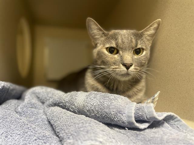 LILY - Domestic Short Hair available for adoption